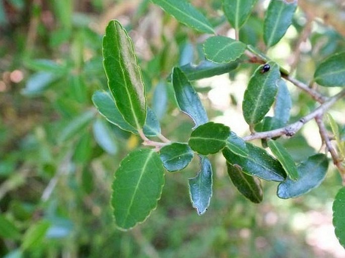 Ilex vomitoria