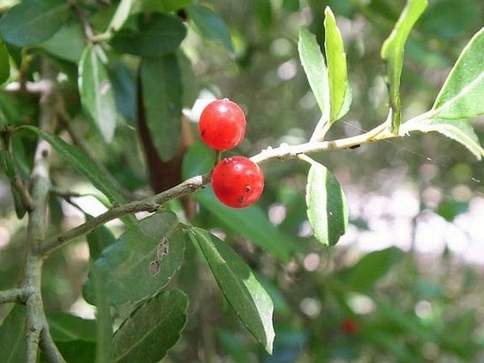 Ilex vomitoria