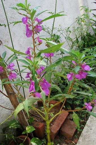 Impatiens balsamina