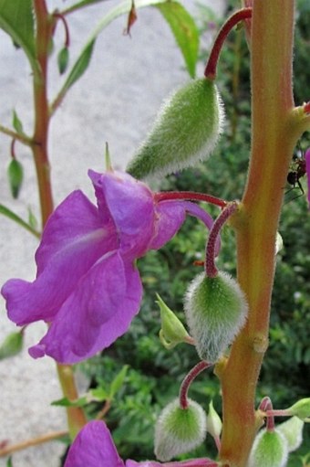 Impatiens balsamina