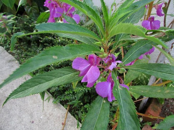 Impatiens balsamina