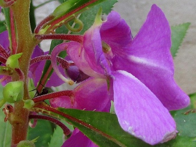 Impatiens balsamina