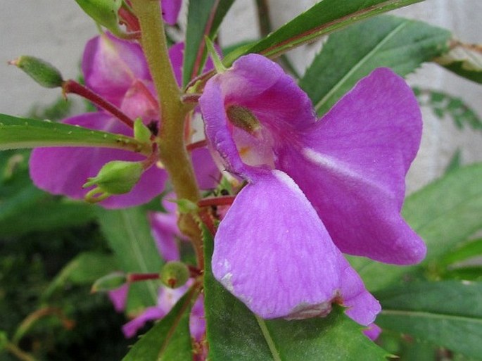 IMPATIENS BALSAMINA L. - netýkavka balzamína