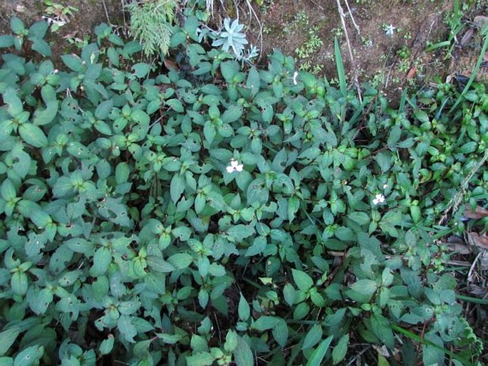 Impatiens leptopoda