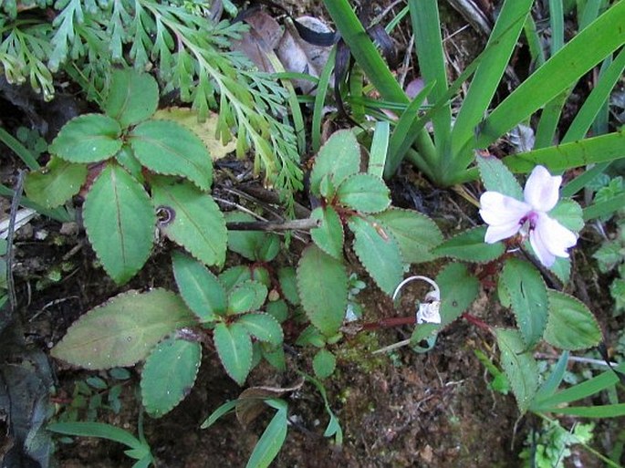 Impatiens leptopoda