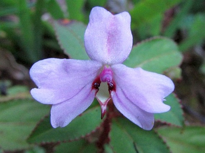 Impatiens leptopoda