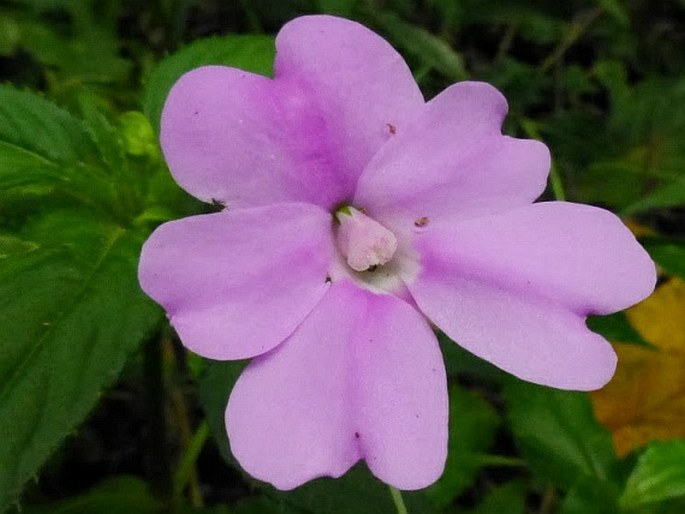 Impatiens platypetala