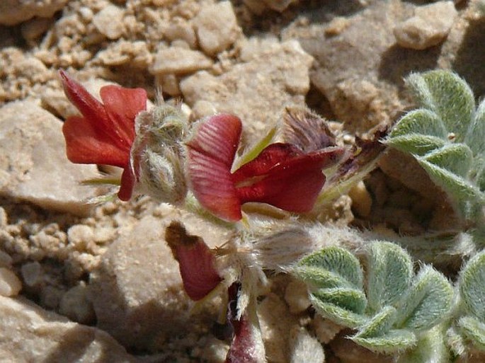 Indigofera semitrijuga