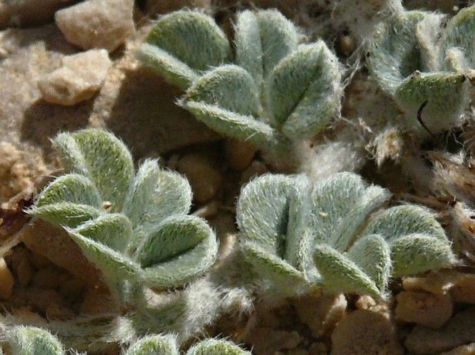 Indigofera semitrijuga