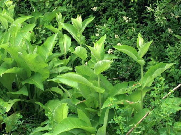 Inula helenium