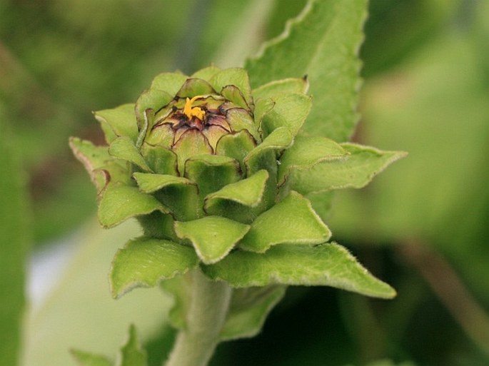 Inula helenium