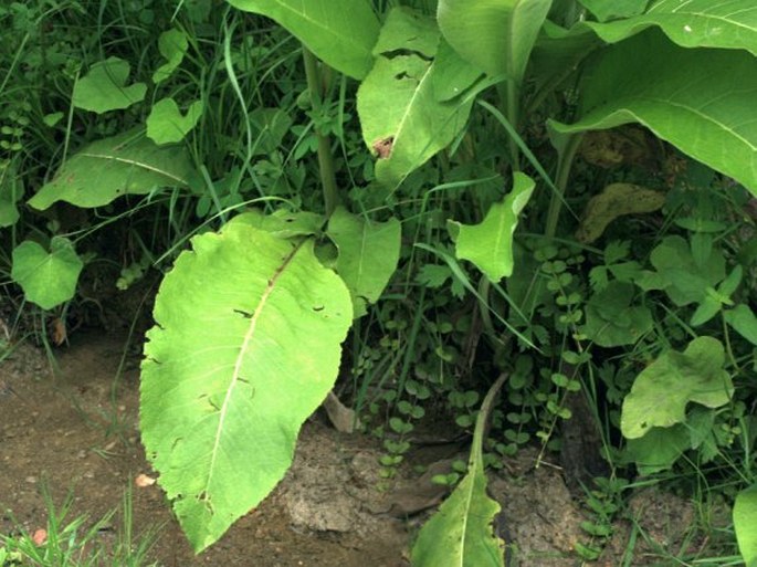 Inula helenium