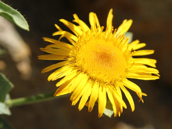 Inula obtusifolia