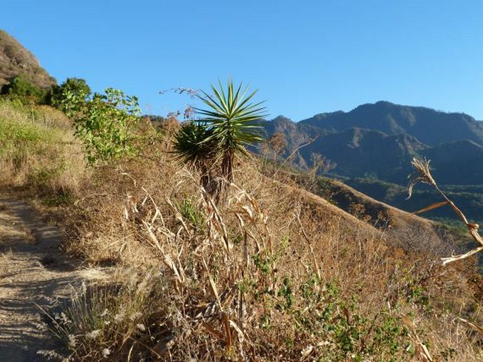 Ipomoea cholulensis