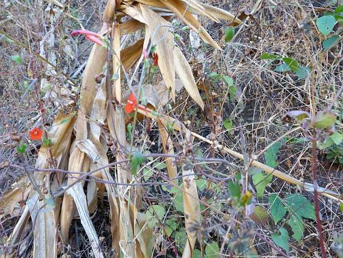 Ipomoea cholulensis