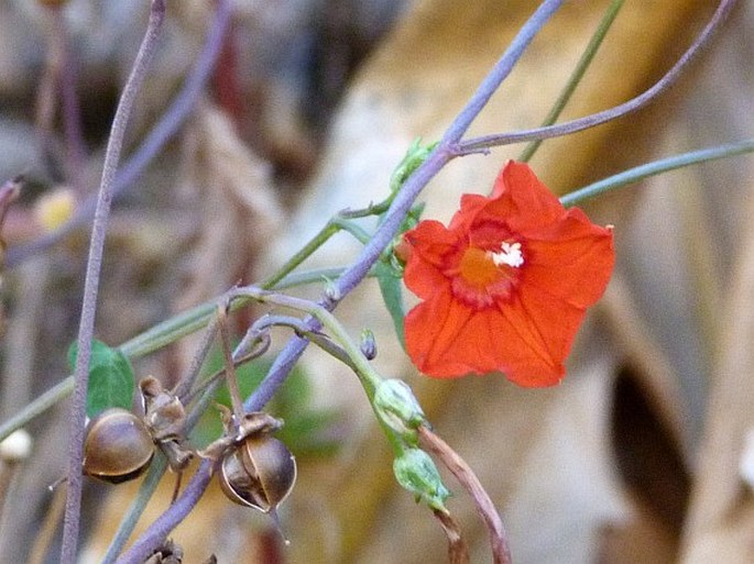 Ipomoea cholulensis