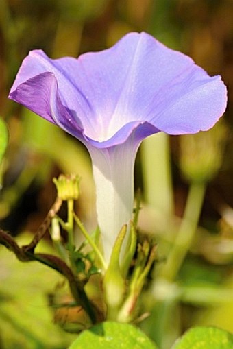 Ipomoea nil