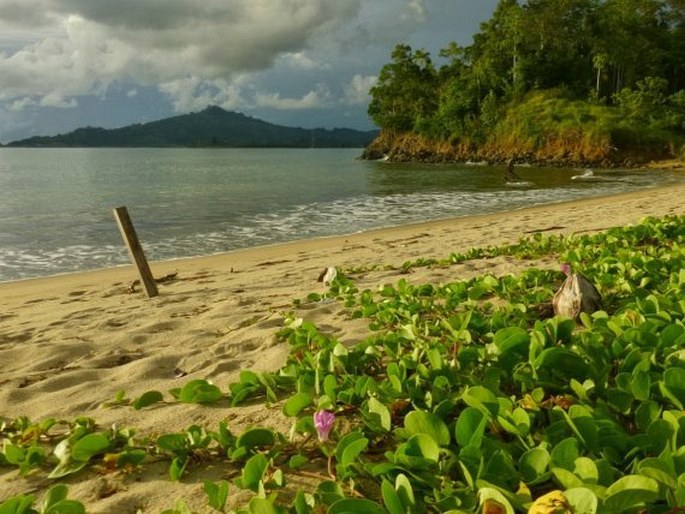 Ipomoea pes-caprae