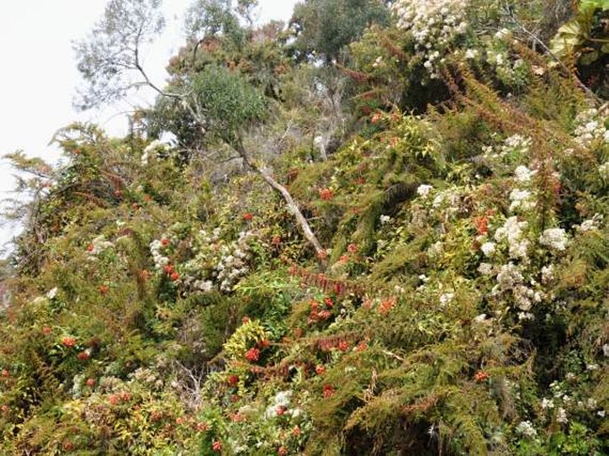 Parque Nacional Volcán Irazú