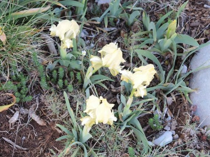 Iris pumila subsp. attica