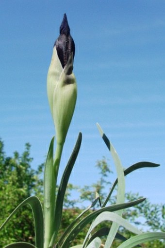 Iris paradoxa