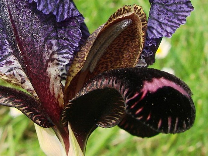 Iris paradoxa