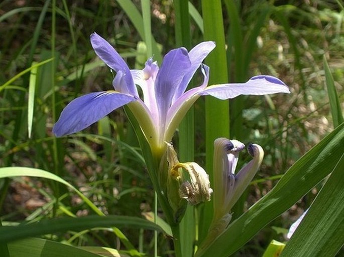 Iris virginica