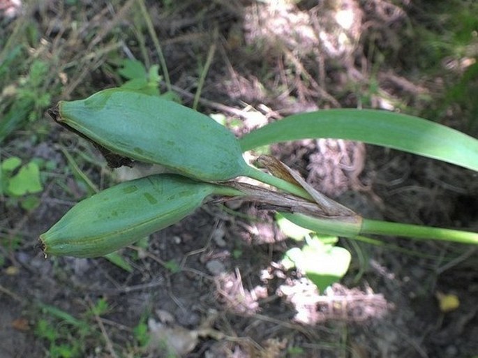 Iris virginica