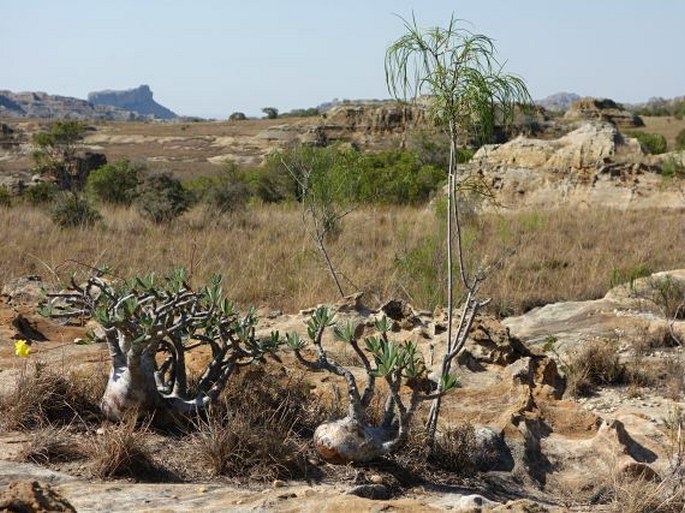 Madagaskar, Isalo