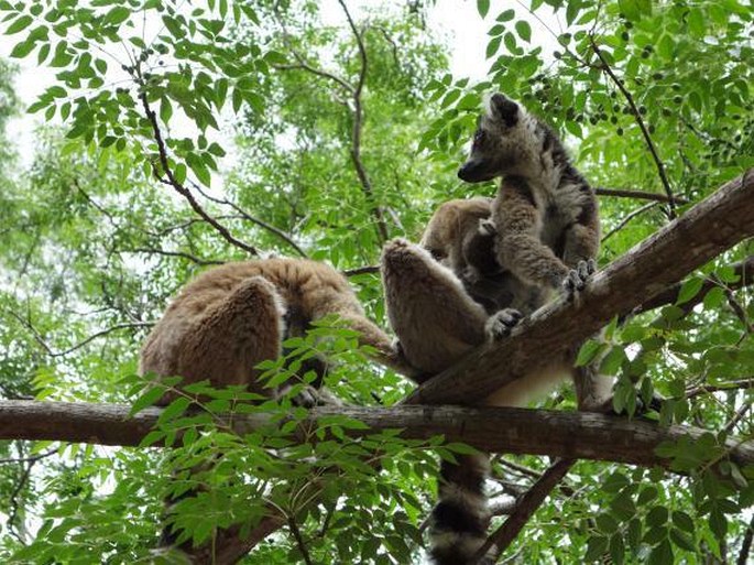 Madagaskar, Isalo