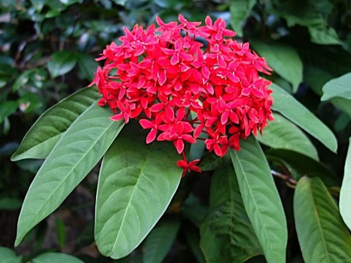 IXORA CASEI Hance