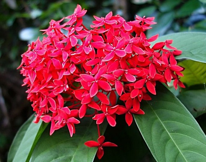 Ixora casei