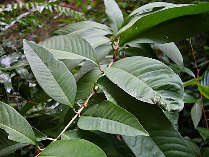 Ixora casei