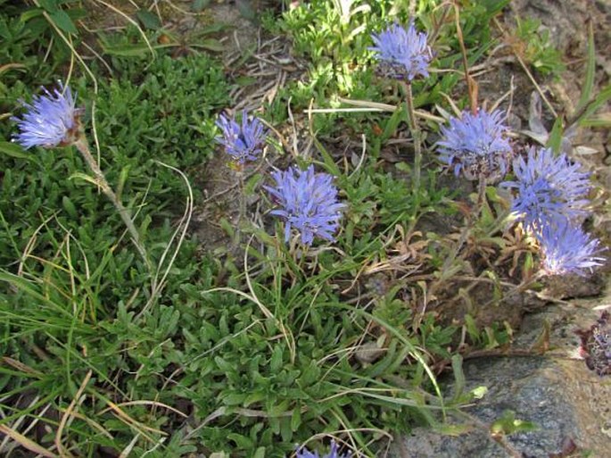 Jasione crispa