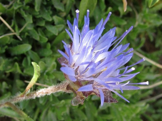 Jasione crispa