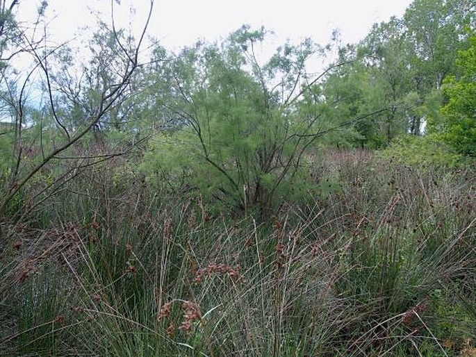 Juncus acutus