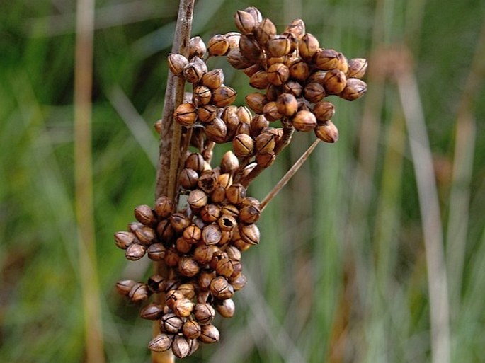 Juncus acutus