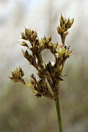 Juncus rigidus