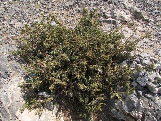 Juniperus tibetica