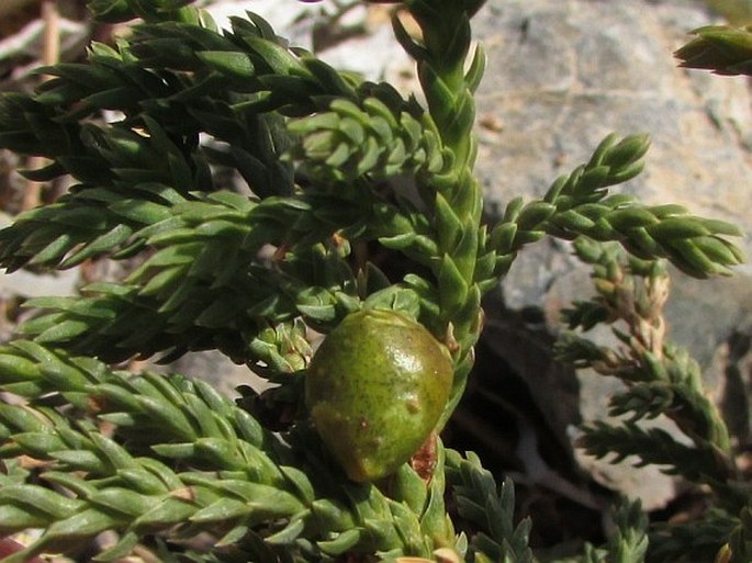 Juniperus tibetica