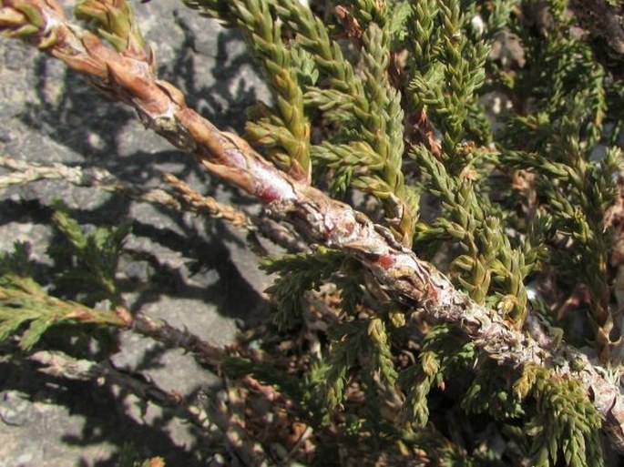 Juniperus tibetica