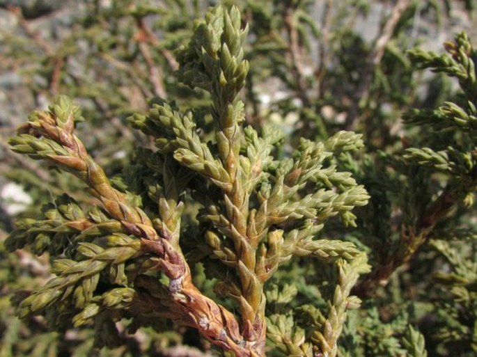 Juniperus tibetica