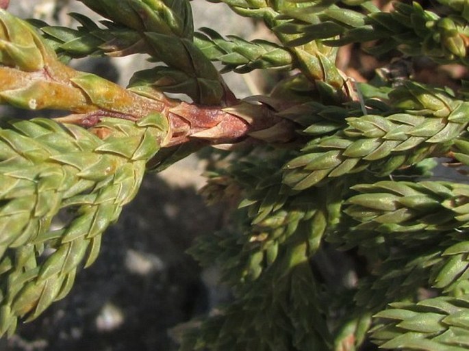 Juniperus tibetica