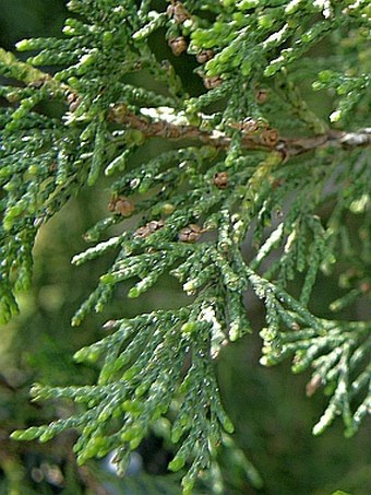 Juniperus excelsa