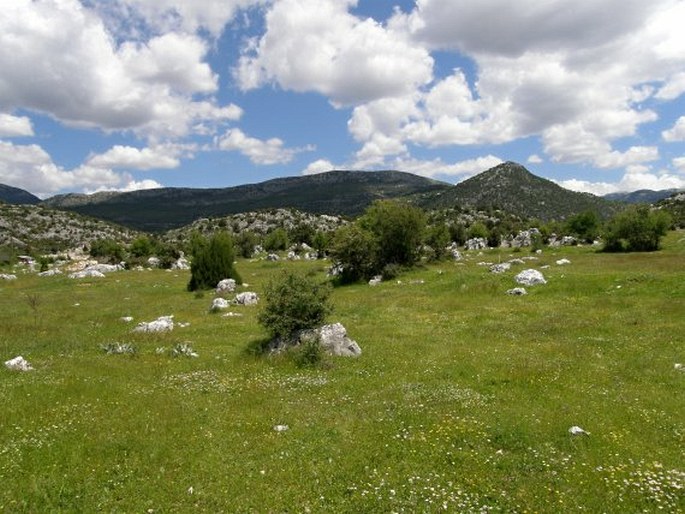 Juniperus excelsa