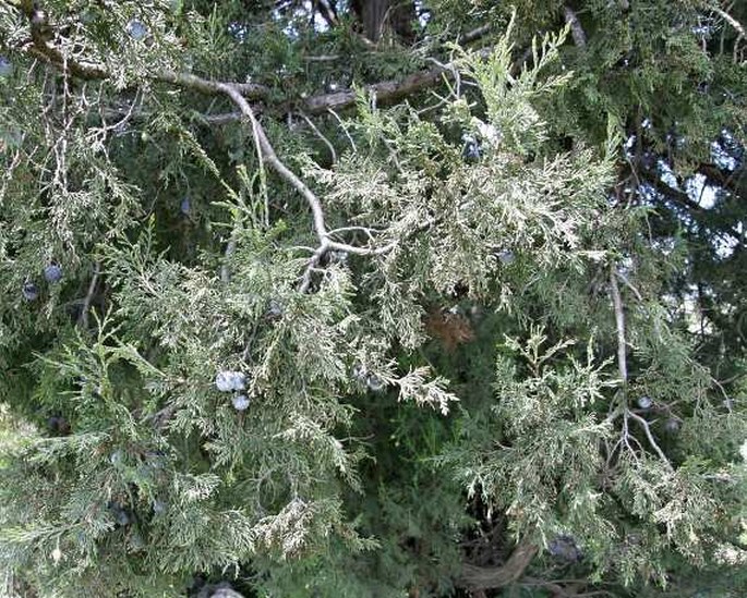 Juniperus excelsa