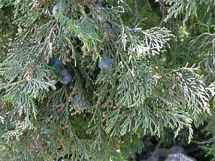 Juniperus excelsa