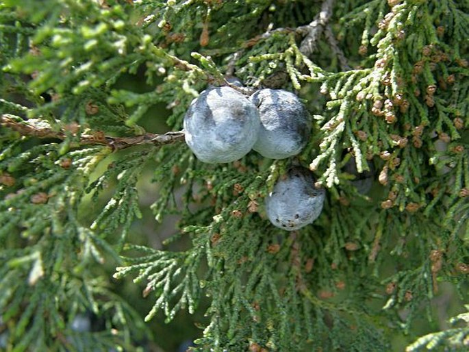 Juniperus excelsa