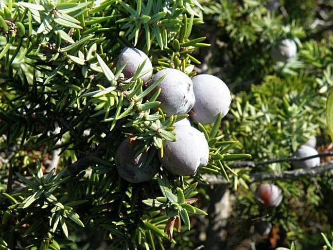 Juniperus macrocarpa