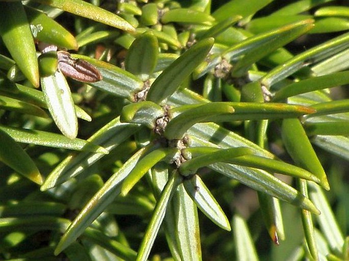 Juniperus macrocarpa